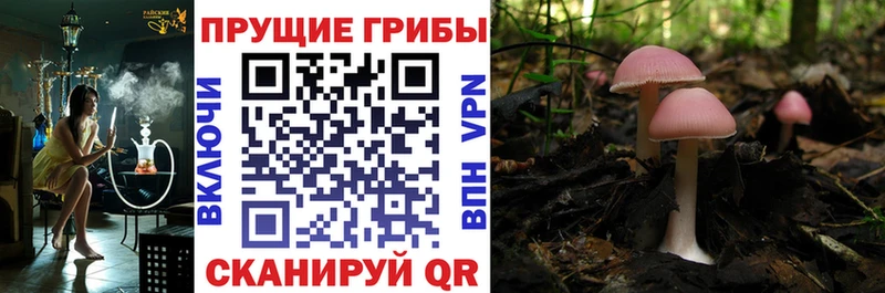 дарнет шоп Коряжма Галлюциногенные грибы Cubensis